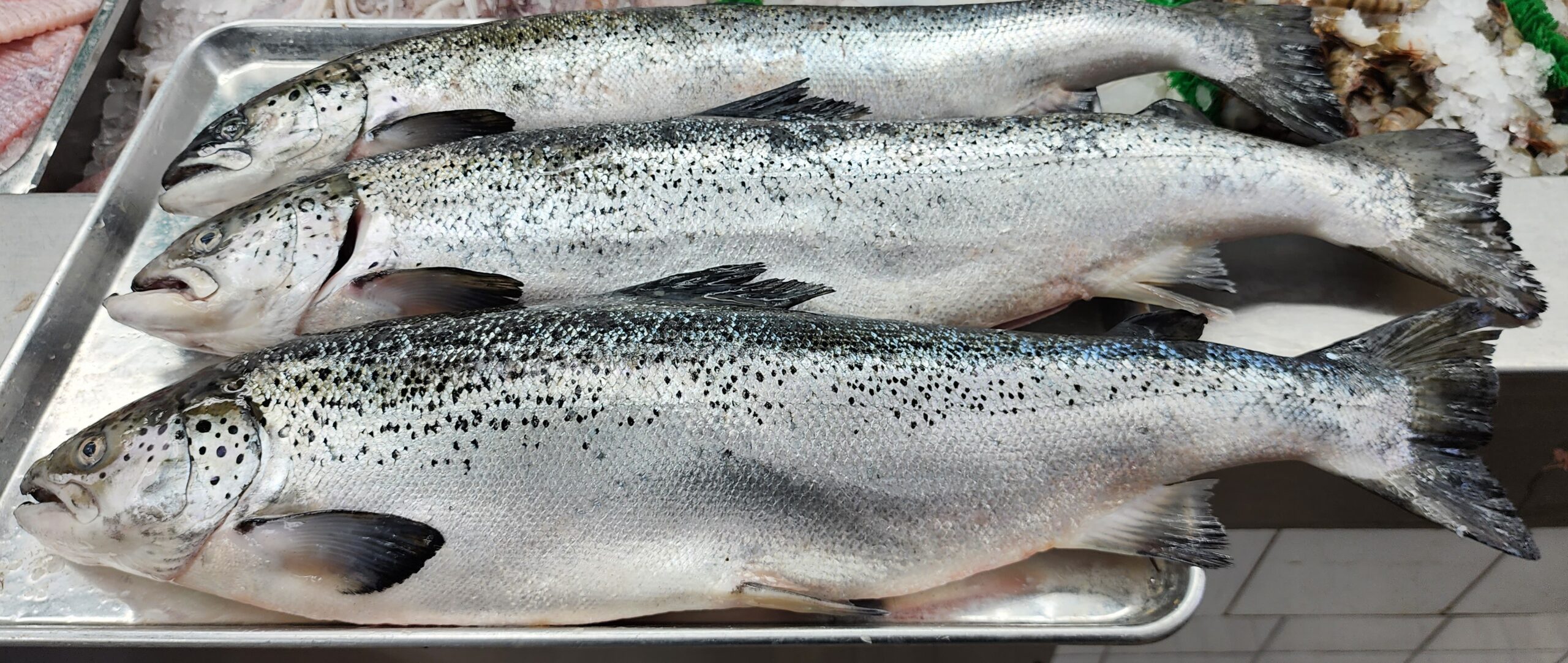 Fresh Atlantic Salmon 10LBS FISH - KOSHER